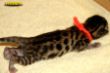IMG_8364i H-Wurf or.jpg