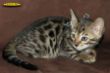 IMG_8837i Bengalkater Mika.jpg