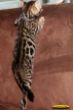 IMG_8851i Bengalkater Mika.jpg