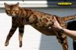 selbstgezogener Bengalkater Internationaler Champion Al Jannas Best of Xtreme