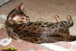 Bengalkater Best of Xtreme