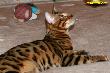 Bengalkater Best of Xtreme