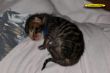 DSC_2348i.jpg