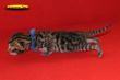 DSC_2374i.jpg