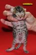 DSC_2380i.jpg