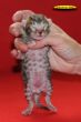 DSC_2392i.jpg