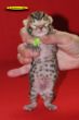 DSC_2370i.jpg