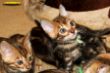 Ronald-IMG_2302i.jpg