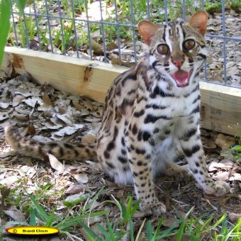 ALC - Asian Leopard Cat (früher wurde sie Bengalkatze genannt) ALC - Asian Leopard Cat (früher wurde sie Bengalkatze genannt)